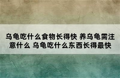 乌龟吃什么食物长得快 养乌龟需注意什么 乌龟吃什么东西长得最快